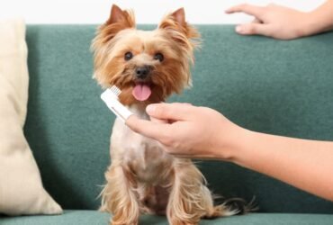 Higiene Bucal em Cães e Gatos: Por que Cuidar dos Dentes do Seu Pet na Samambaia Norte?