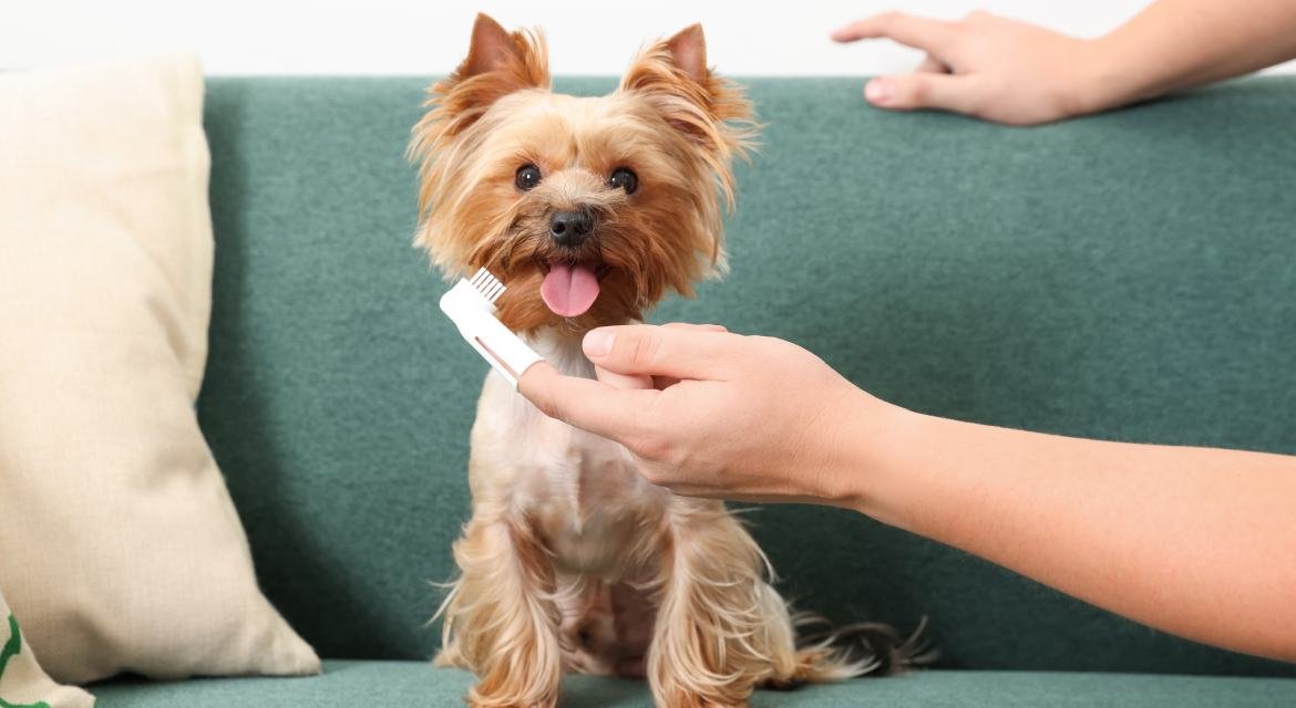 Higiene Bucal em Cães e Gatos: Por que Cuidar dos Dentes do Seu Pet na Samambaia Norte?