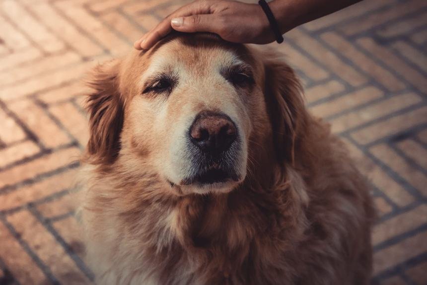 cuidados-com-caes-e-gatos-idosos-Hospital Veterinario Samambaia ClinVip