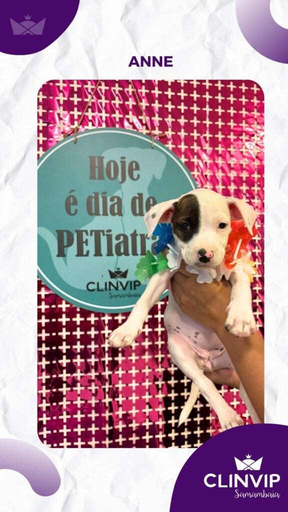 melhor hospital veterinario samambaia clinvip (1)