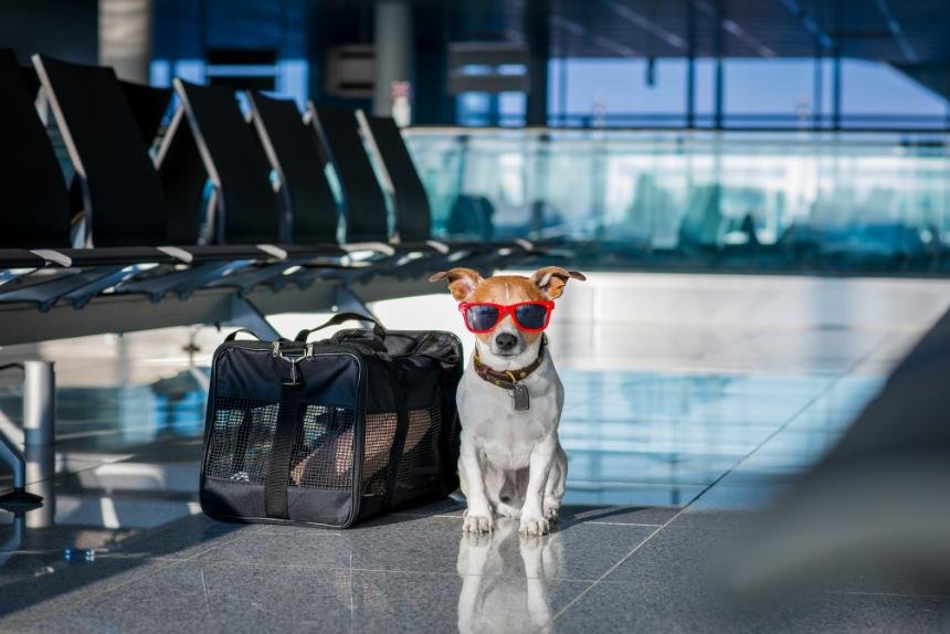 Em breve chega o verão e com ele as merecidas férias, mas antes de sair para viajar com seu pet ou deixa-lo em um hotelzinho temos que ter alguns cuidados para que as sonhadas férias não se transformem em pesadelo.