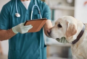 Assim como nós precisamos de visitas regulares ao médico para monitorar nossa saúde, os animais de estimação também merecem atenção frequente. Mas qual seria a periodicidade ideal para levá-los ao veterinário na Clinvip em Samambaia?