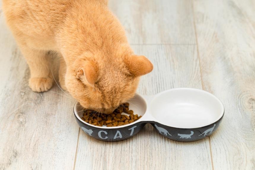 Câncer de mama em cadelas e gatas: como prevenir na Samambaia