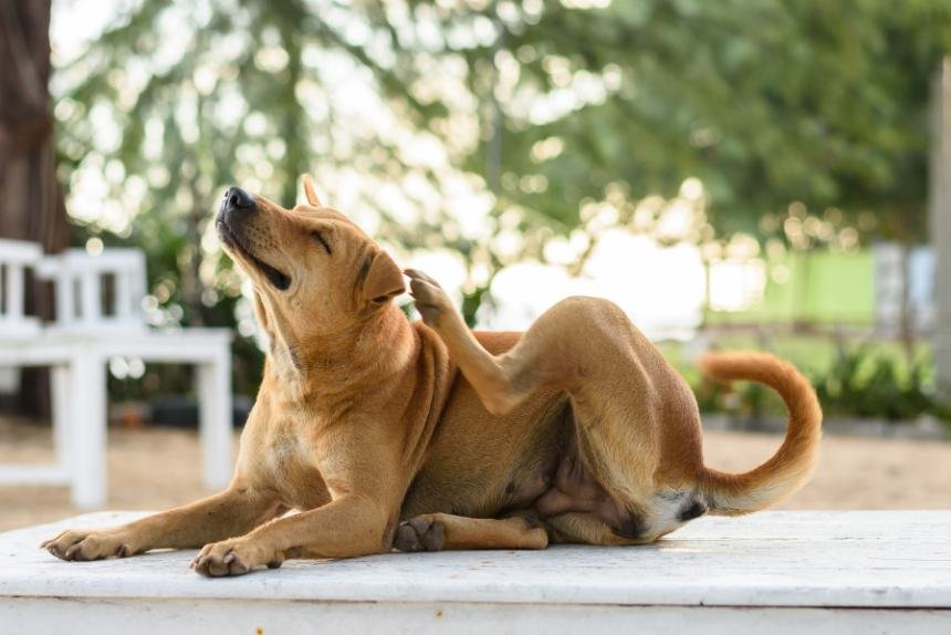 veterinario clinvip samambaia. dermatite canina. É normal ver os cães se coçando ocasionalmente, mas quando essa coceira se torna constante e intensa, pode ser um sinal de dermatite canina. Essa condição é mais comum do que se imagina e requer atenção especial para manter a saúde e o bem-estar do seu pet.