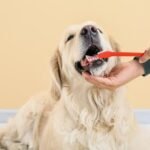 Seu pet merece o melhor cuidado, e isso inclui a saúde bucal! Assim como nós, os animais também sofrem com problemas dentários que, se não tratados, podem evoluir para problemas graves. O acúmulo de placa bacteriana nos dentes pode causar mau hálito, dor, infecções gengivais e até mesmo afetar órgãos vitais, comprometendo significativamente a qualidade de vida do seu amigo de quatro patas.