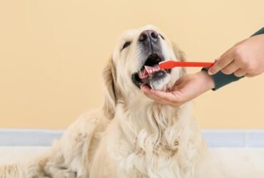 Seu pet merece o melhor cuidado, e isso inclui a saúde bucal! Assim como nós, os animais também sofrem com problemas dentários que, se não tratados, podem evoluir para problemas graves. O acúmulo de placa bacteriana nos dentes pode causar mau hálito, dor, infecções gengivais e até mesmo afetar órgãos vitais, comprometendo significativamente a qualidade de vida do seu amigo de quatro patas.