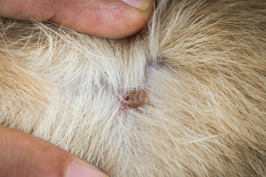 Doença do carrapato: como identificar e prevenir no seu cachorro em Samambaia! A doença do carrapato é um dos problemas mais comuns e perigosos para cães no Brasil e também em Brasília. Essas doenças, transmitidas por carrapatos, podem afetar o sangue, o sistema imunológico e até órgãos vitais do animal. A falta de tratamento pode levar a complicações graves, incluindo anemia severa e falência de órgãos.