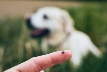 Doença do carrapato: como identificar e prevenir no seu cachorro em Samambaia! A doença do carrapato é um dos problemas mais comuns e perigosos para cães no Brasil e também em Brasília. Essas doenças, transmitidas por carrapatos, podem afetar o sangue, o sistema imunológico e até órgãos vitais do animal. A falta de tratamento pode levar a complicações graves, incluindo anemia severa e falência de órgãos.