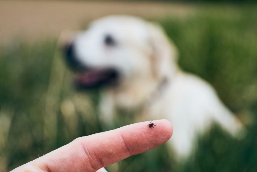 Doença do carrapato: como identificar e prevenir no seu cachorro em Samambaia! A doença do carrapato é um dos problemas mais comuns e perigosos para cães no Brasil e também em Brasília. Essas doenças, transmitidas por carrapatos, podem afetar o sangue, o sistema imunológico e até órgãos vitais do animal. A falta de tratamento pode levar a complicações graves, incluindo anemia severa e falência de órgãos.